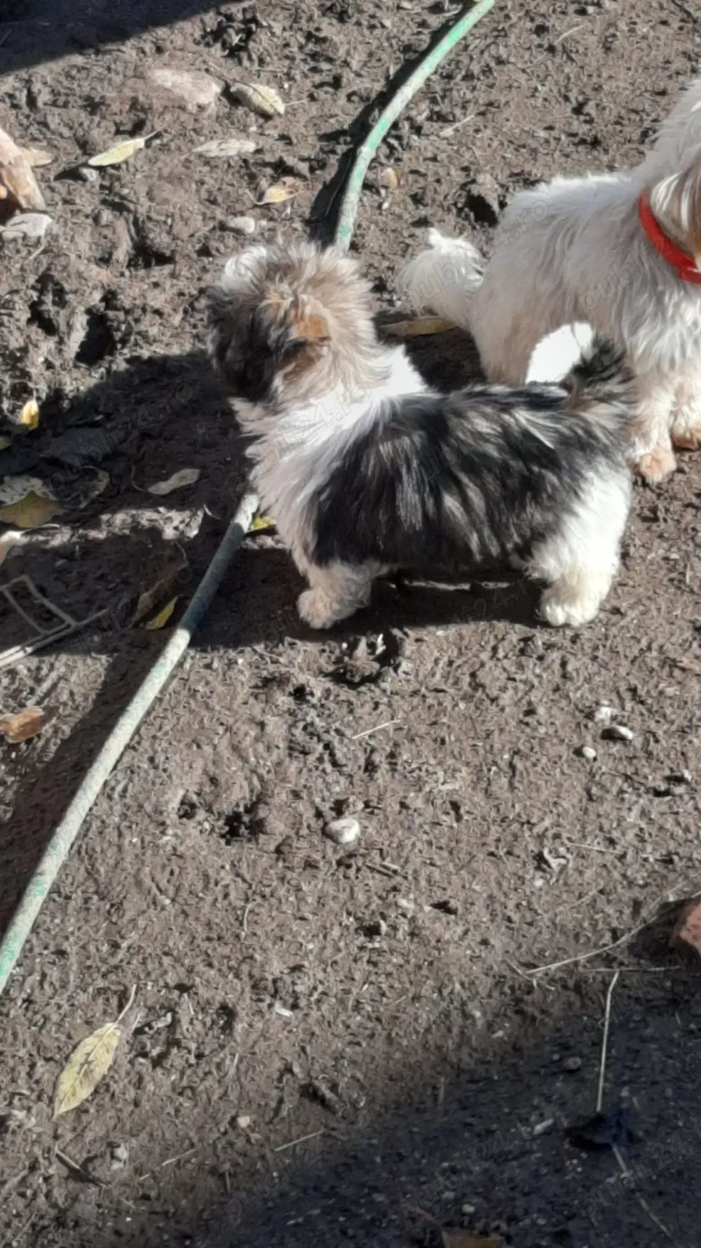 Disponibila femela shitzu 