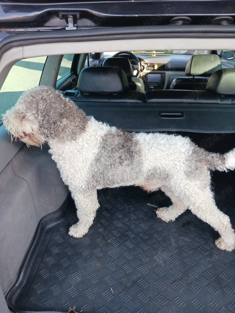 Căței lagotto de trufe 