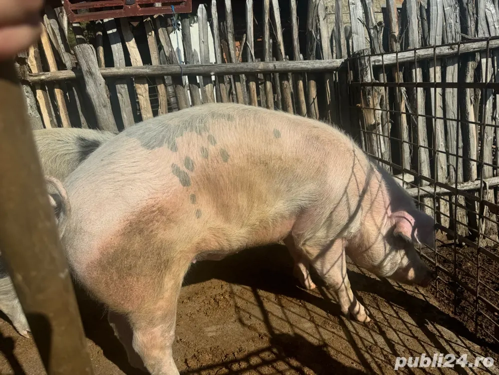 Vând porcii 18 lei kg in viu 
