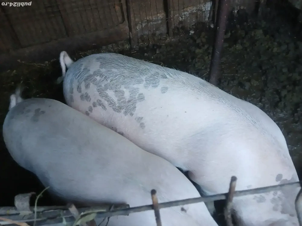 porci pentru sacrificat 