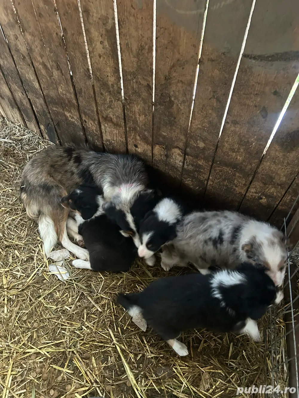 Vând căței border collie