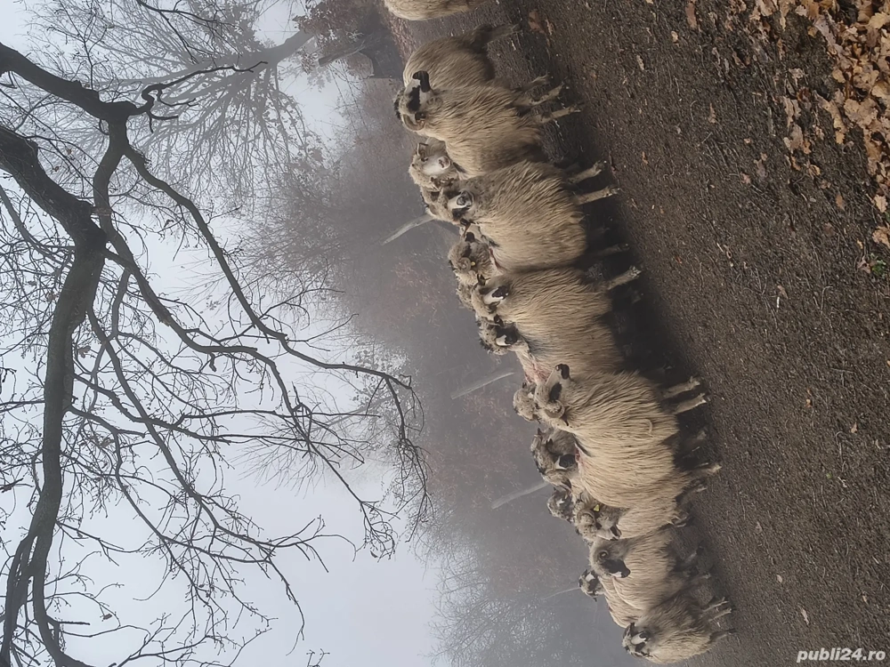 disponibile mai multe mioare și strămioare 