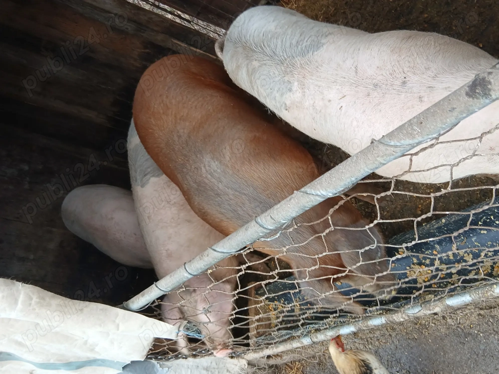 Vînd morci de casa crescuți cu făină din porumb 