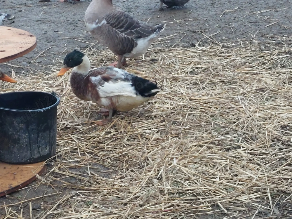 Vând rățoi motat an 2025