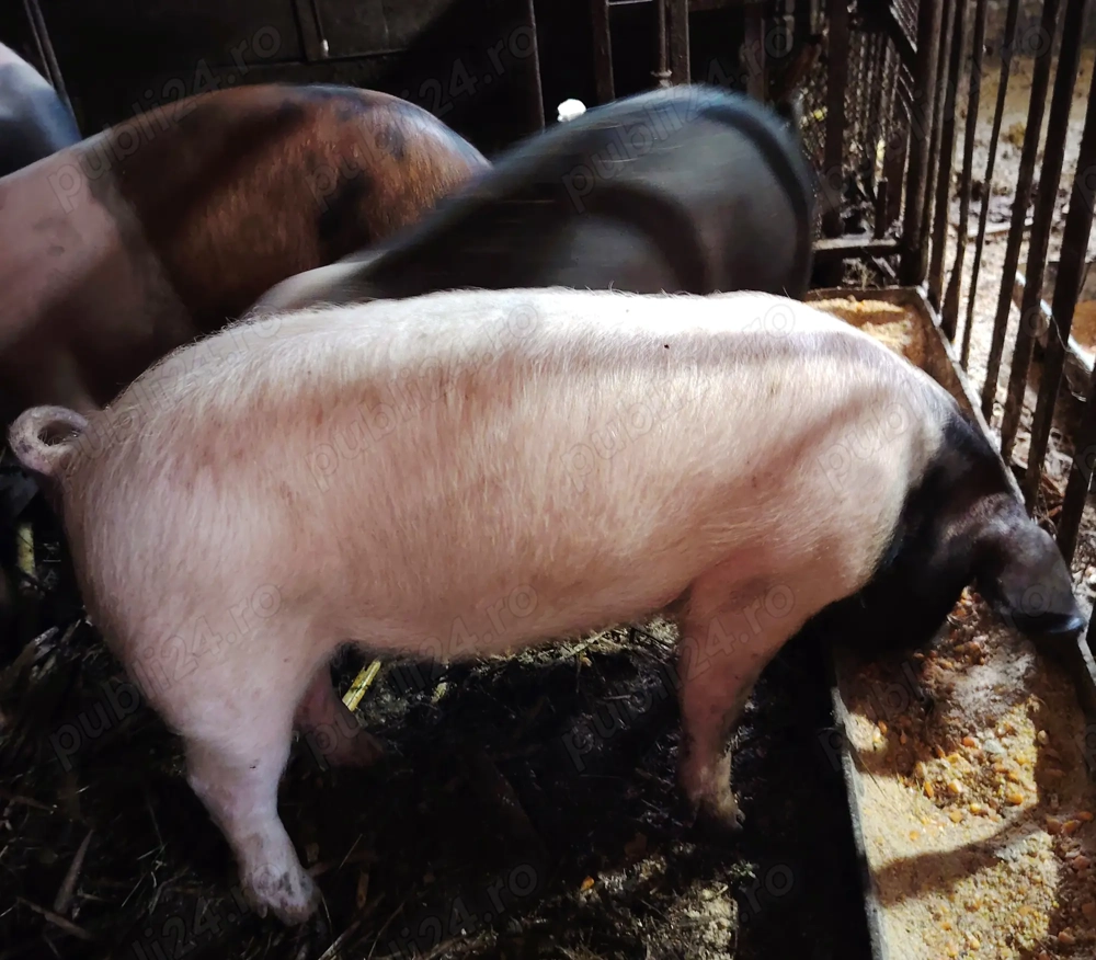 Purcei, șoldani și porc de vânzare 