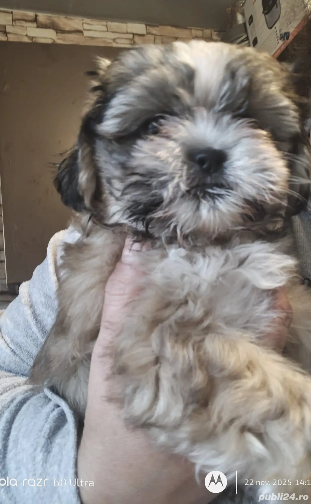 Shih tzu animale de companie 