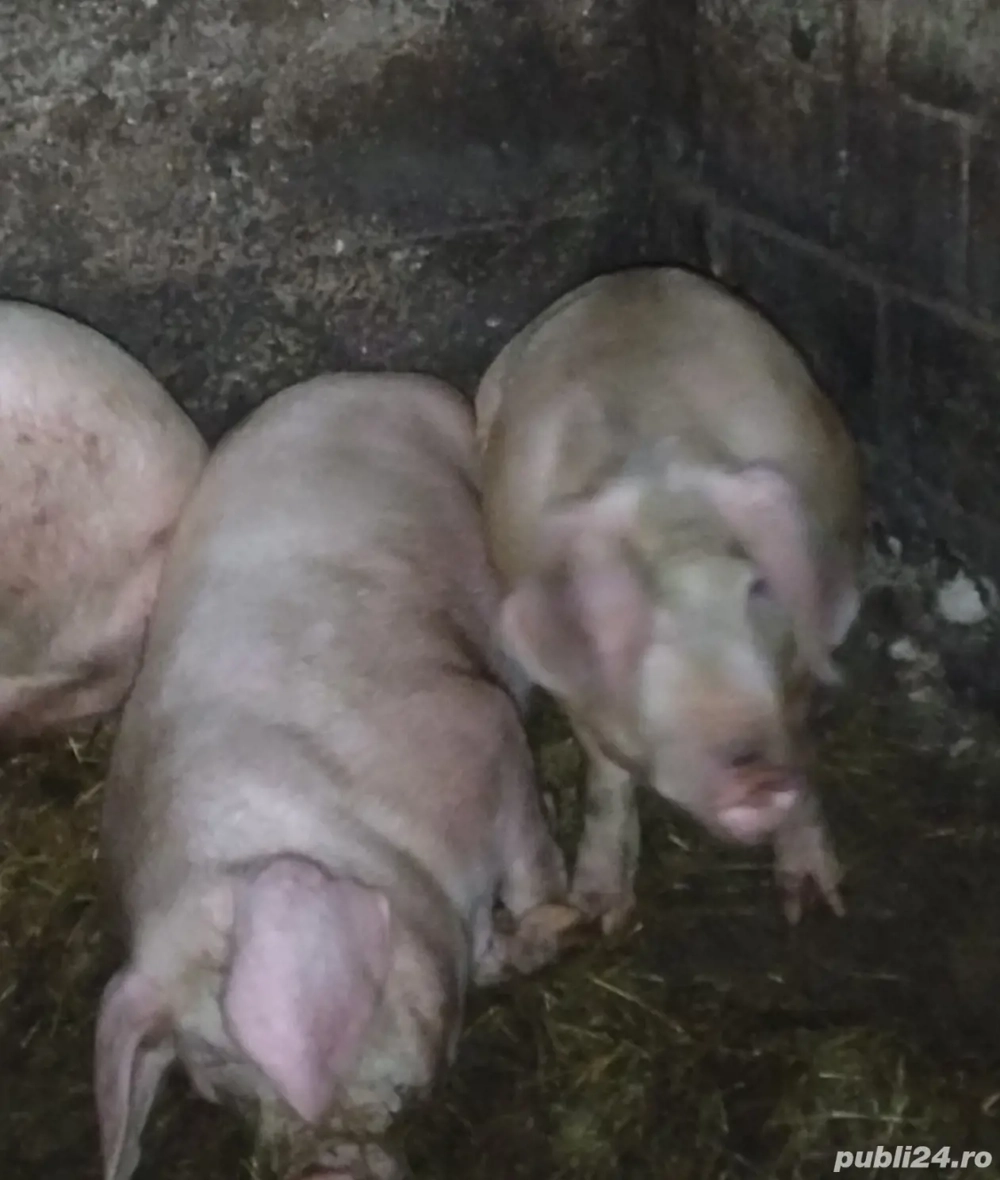 Porci de vanzare 