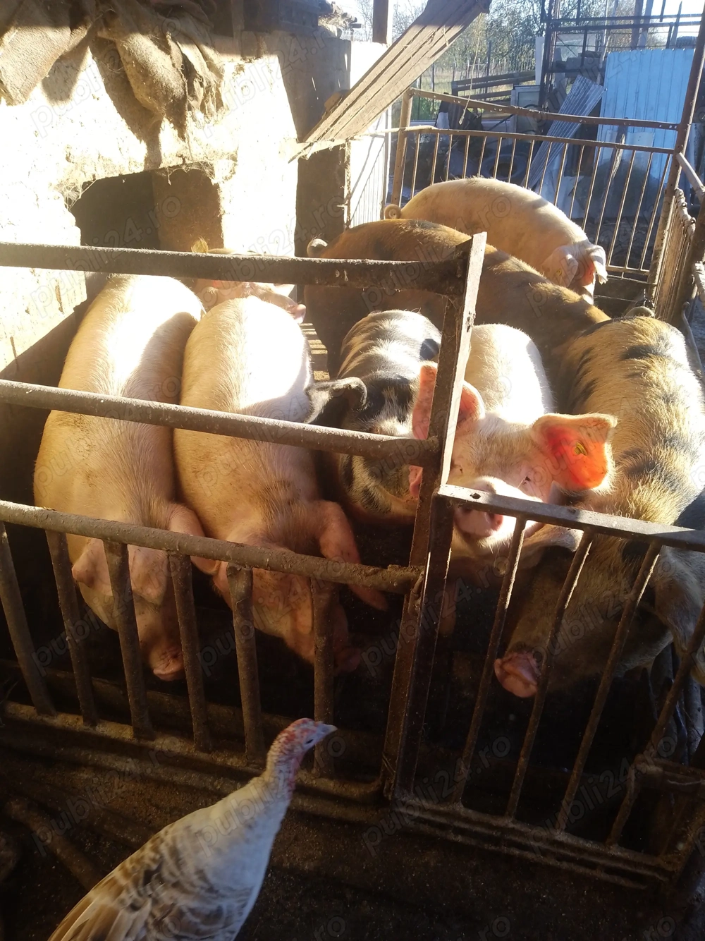 Vând porci de carne 