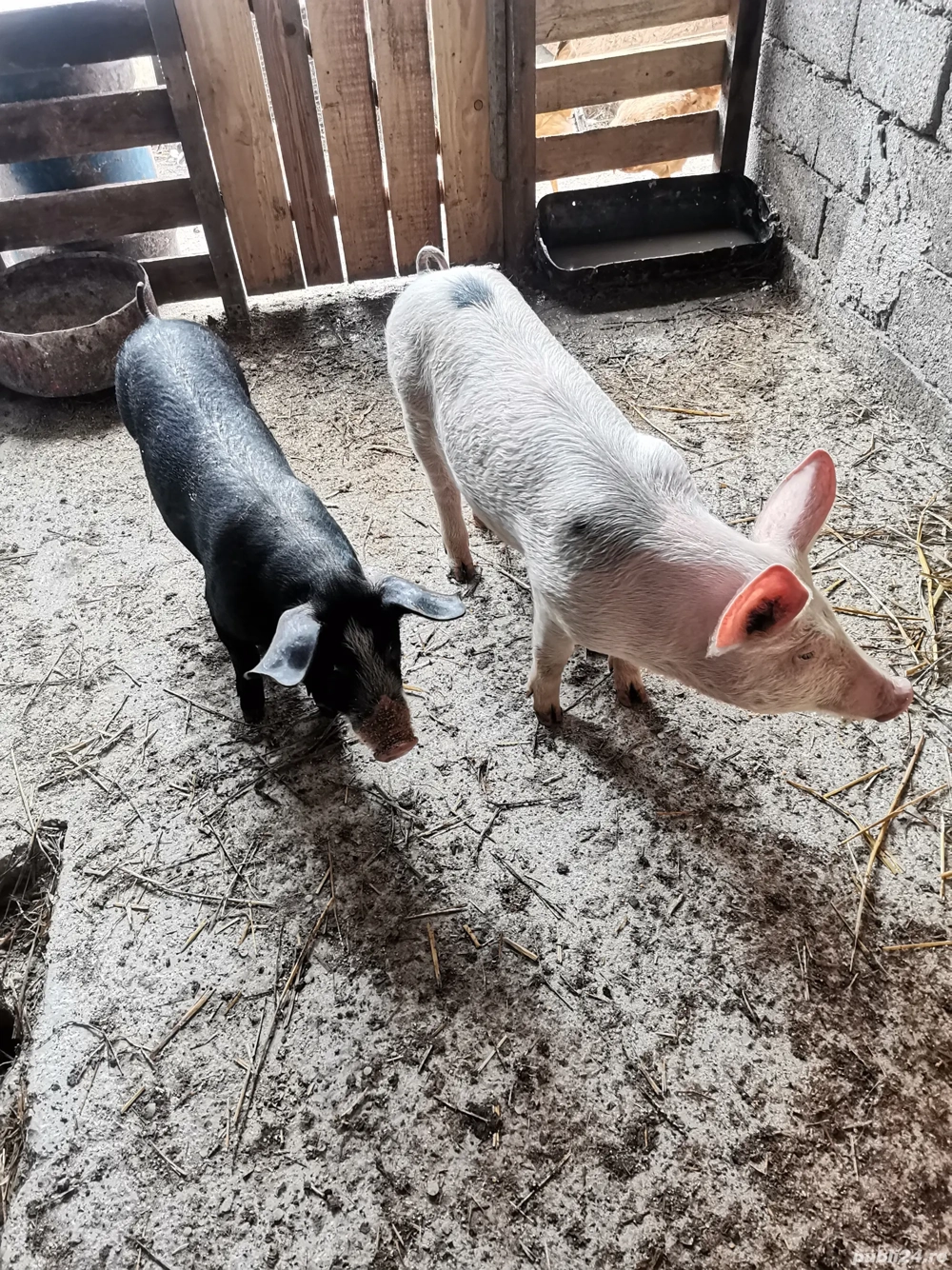 Vând 2 purcei 35-40kg