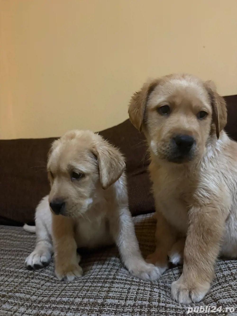 Labrador Goldwn Retriever