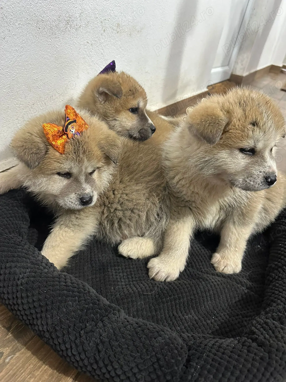 Vand catelușă akita inu japonez