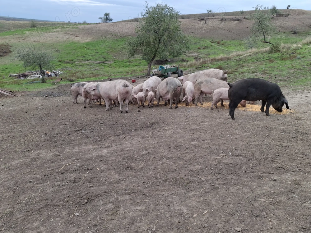 Porci 70, 80, 90-110kg- 16ei kg