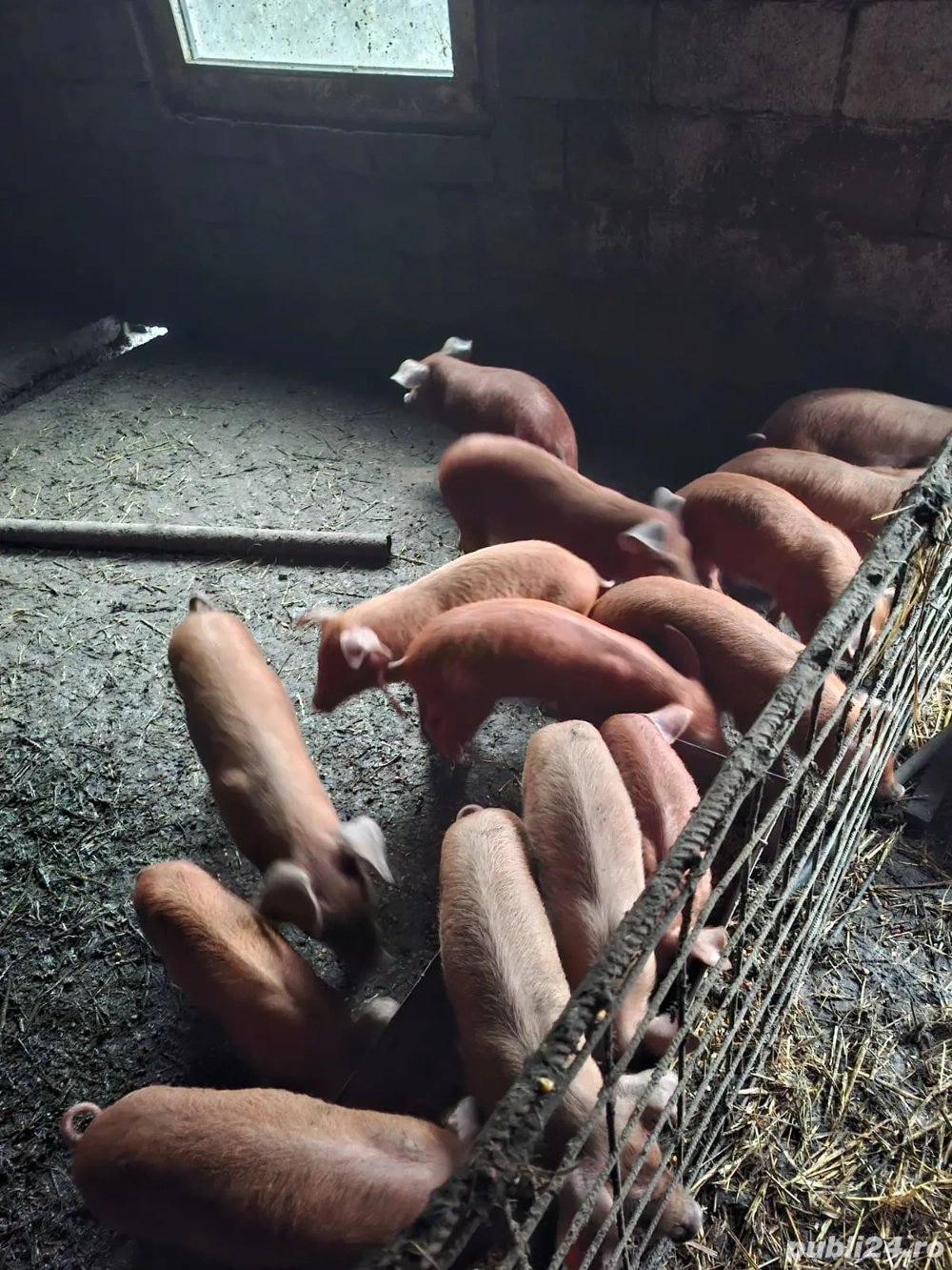 Vand porci Duroc 15-150kg