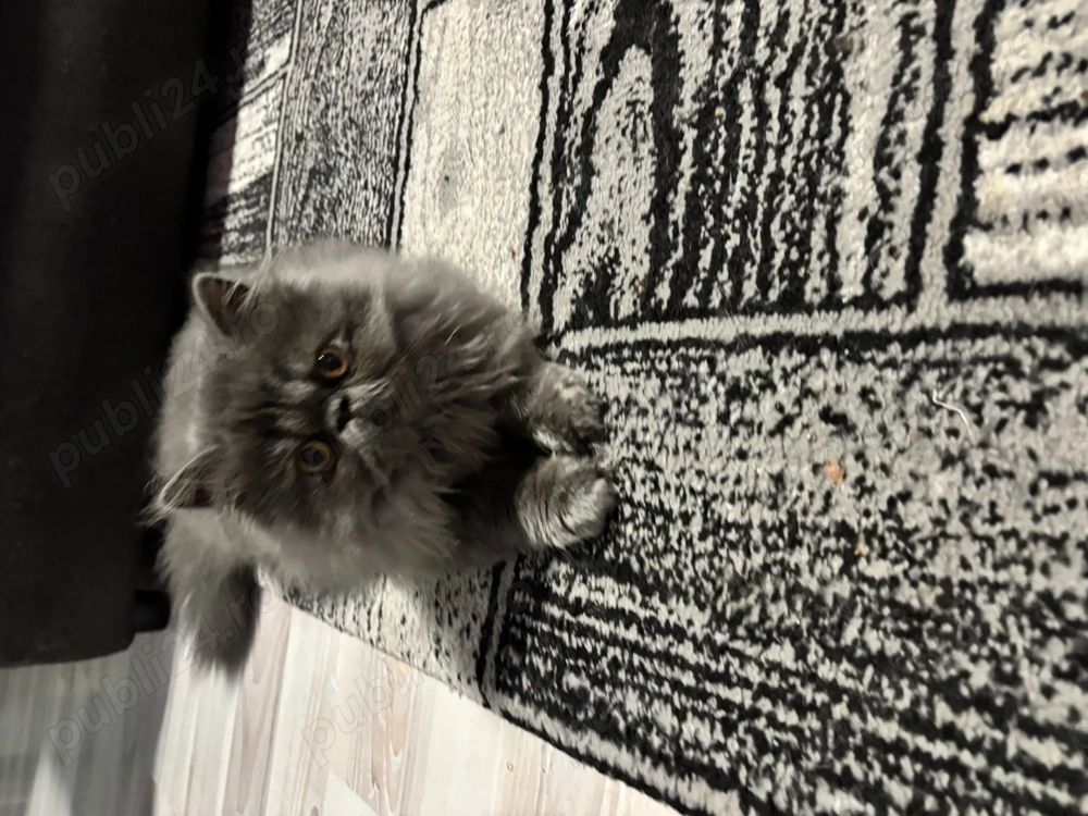 Motănel persan iubitor