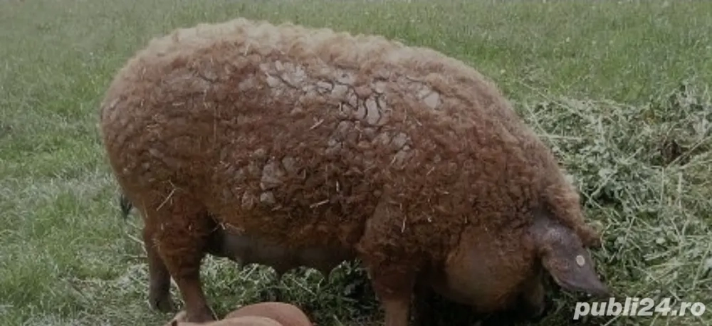 Porc mangalita pentru sacrificat