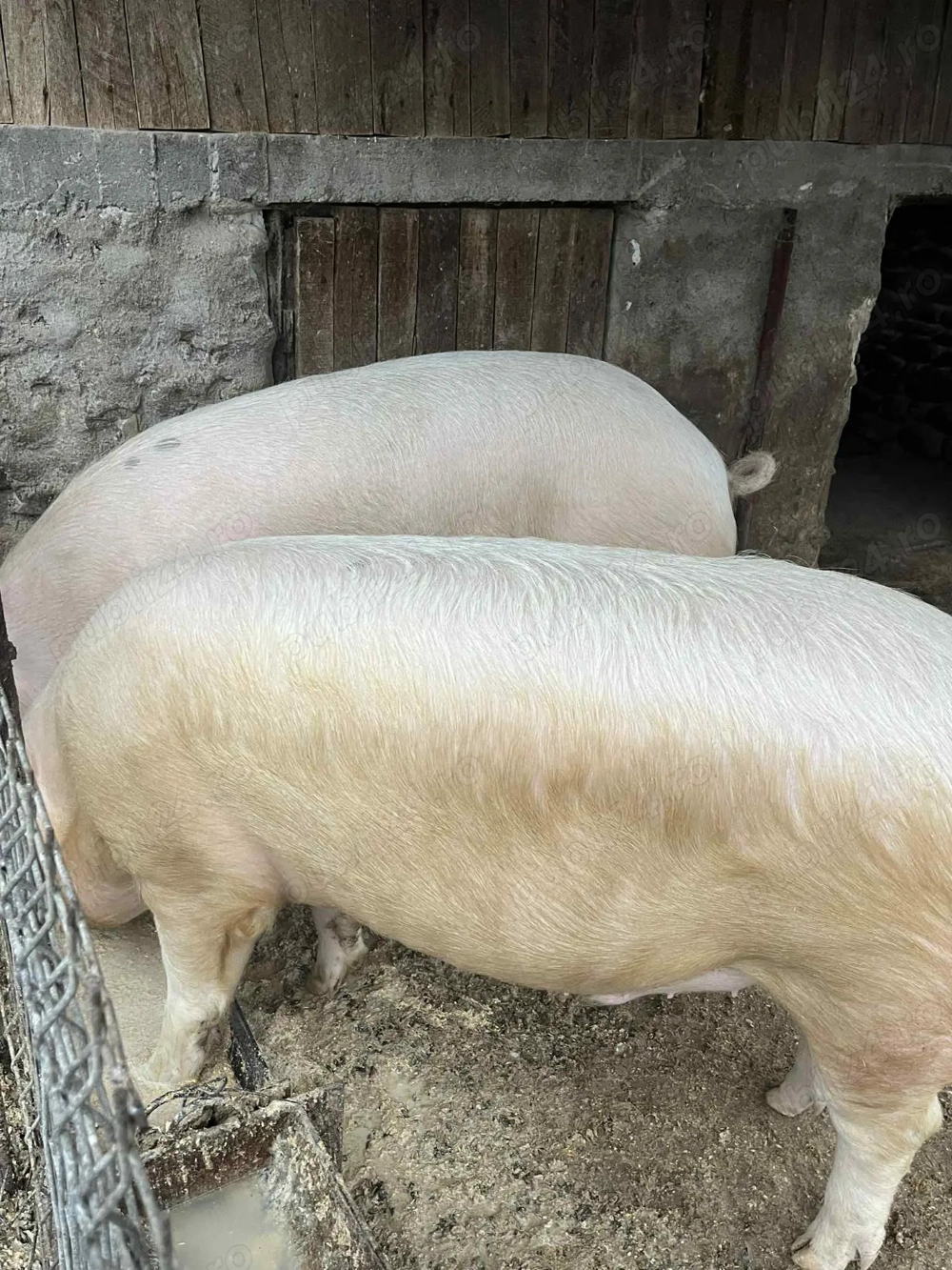 Porc de vânzare 