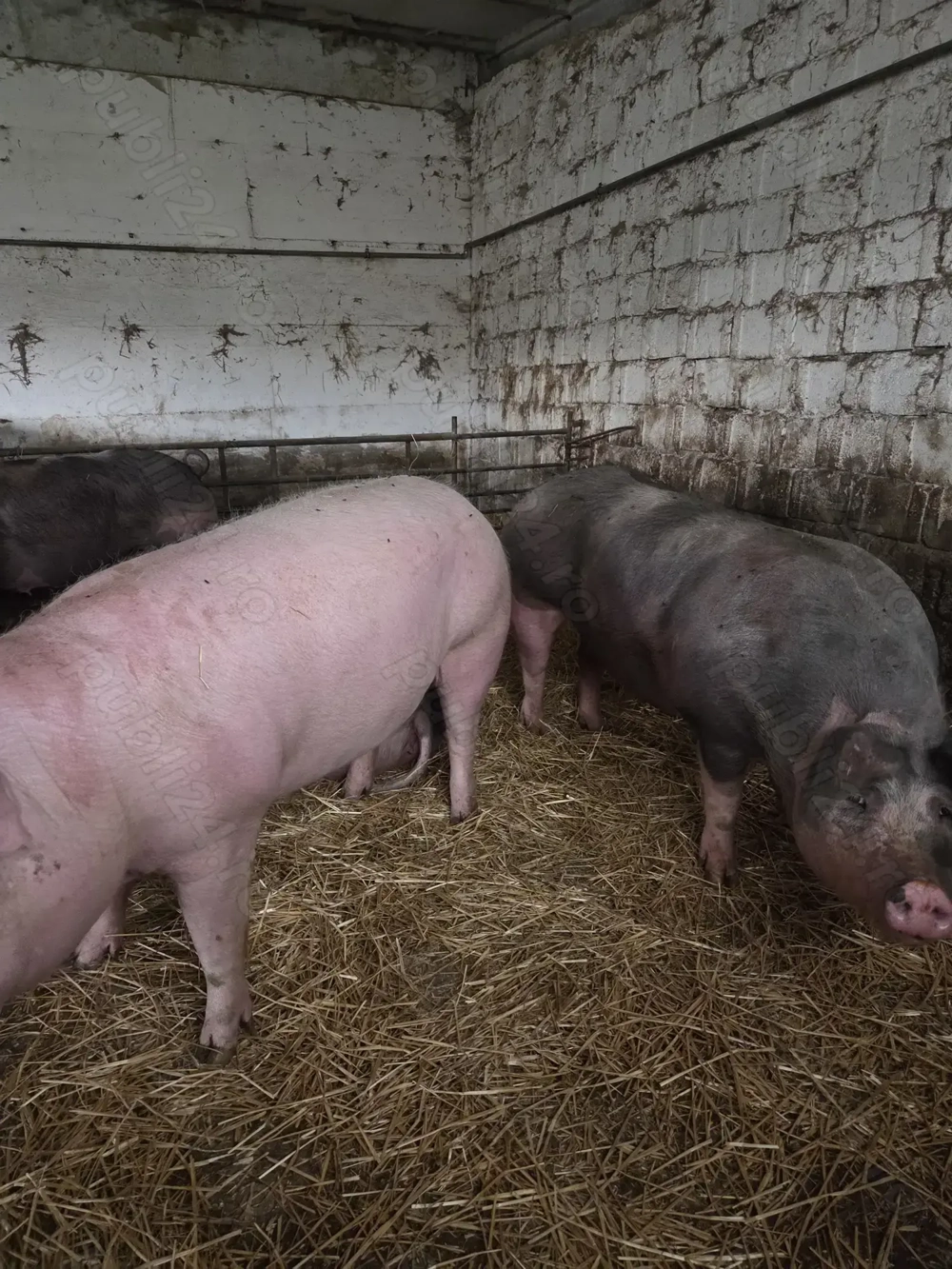 Porci de casa de vânzare, județul Sibiu 