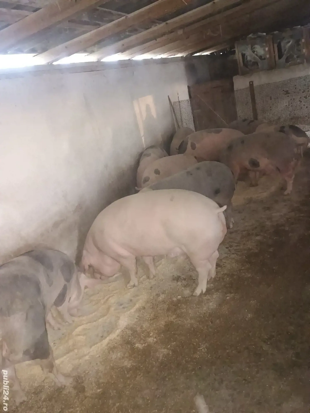 Porci grași pentru sacrificat