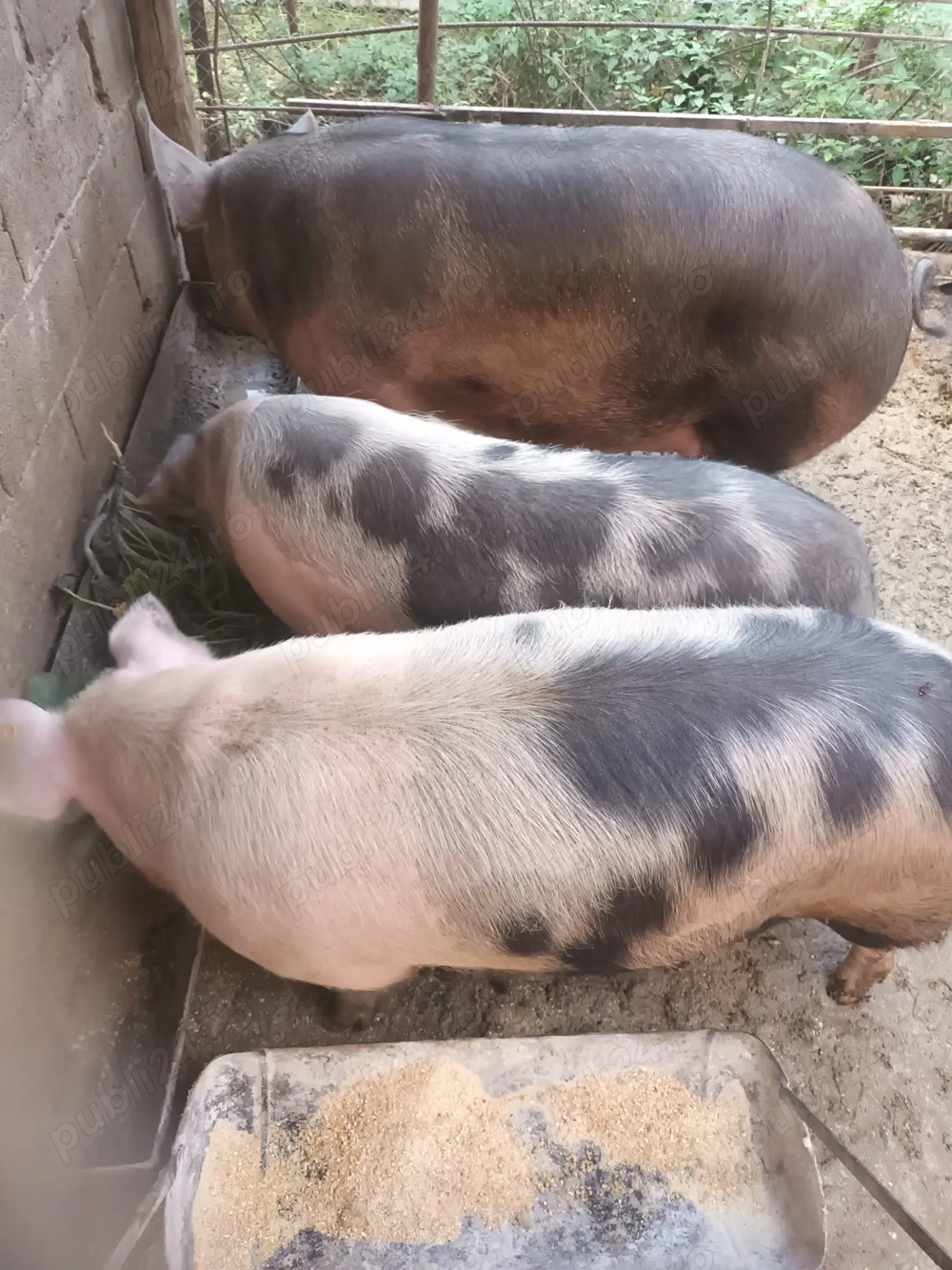 Porci petrean de carne crescuți cu cereale din gradina proprie 