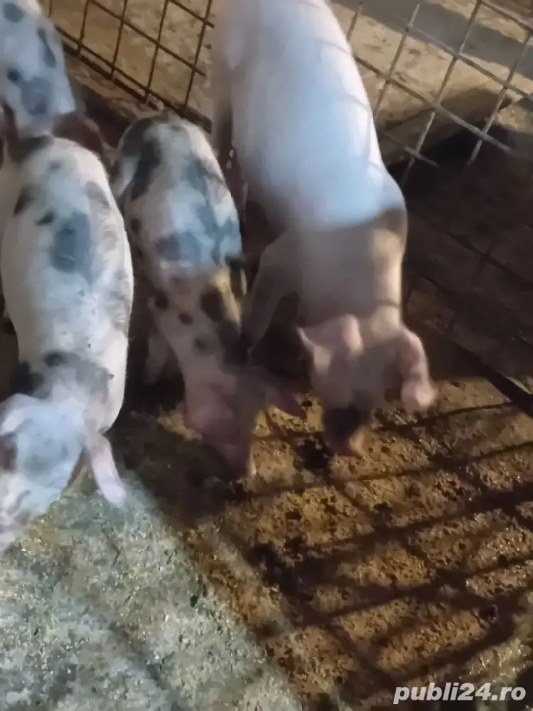 purcei de vanzare rasa petrain ,duroc ,marele alb ,de la 25 kg la 45 kg pret de lav600 la 800 buc 