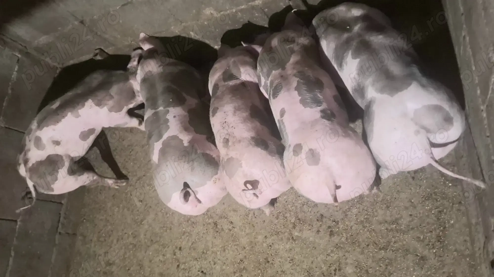 Purcei pietrain monta artificiala