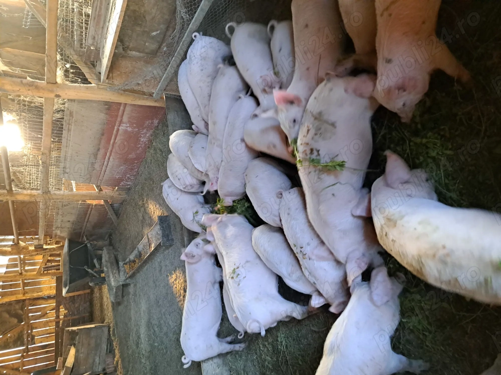 Vând purcei de 10 săptămâni vaccinați, și castrați. 