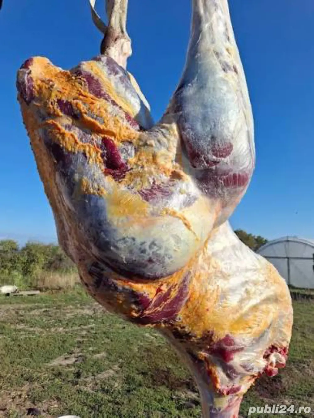 Struti vii sau carcasa 