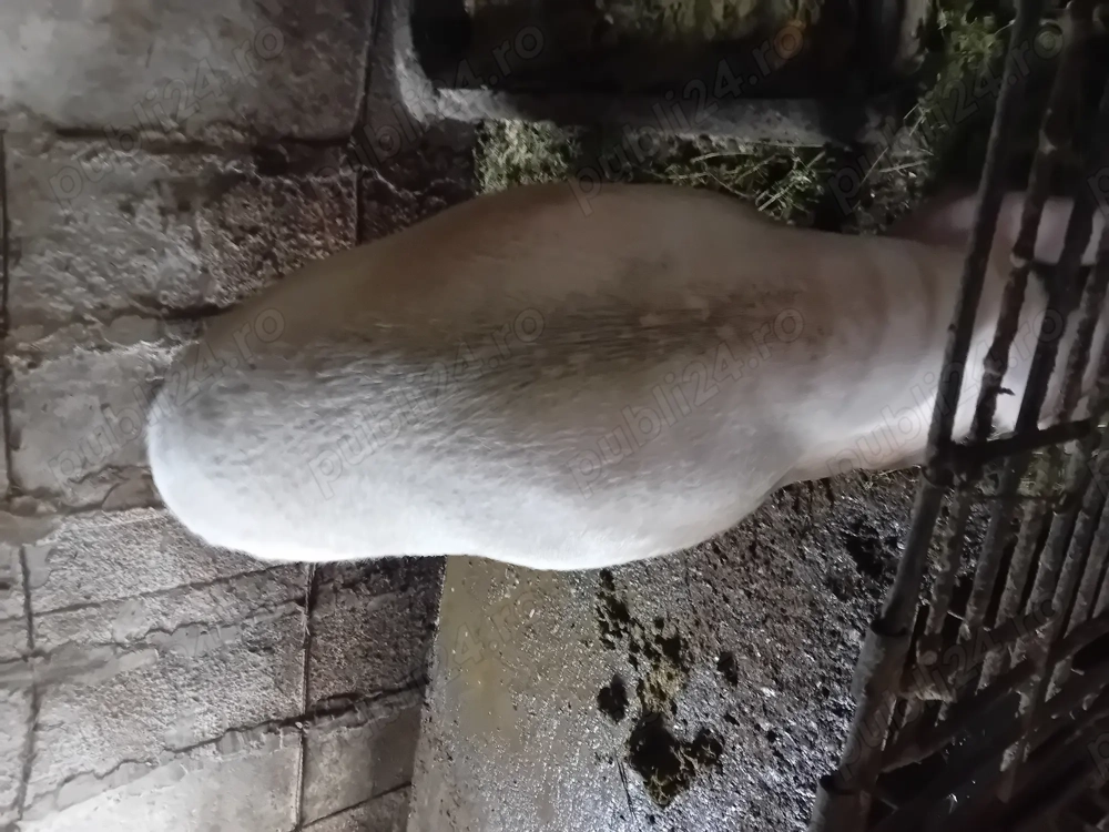 Porc  de. Vânzare .
