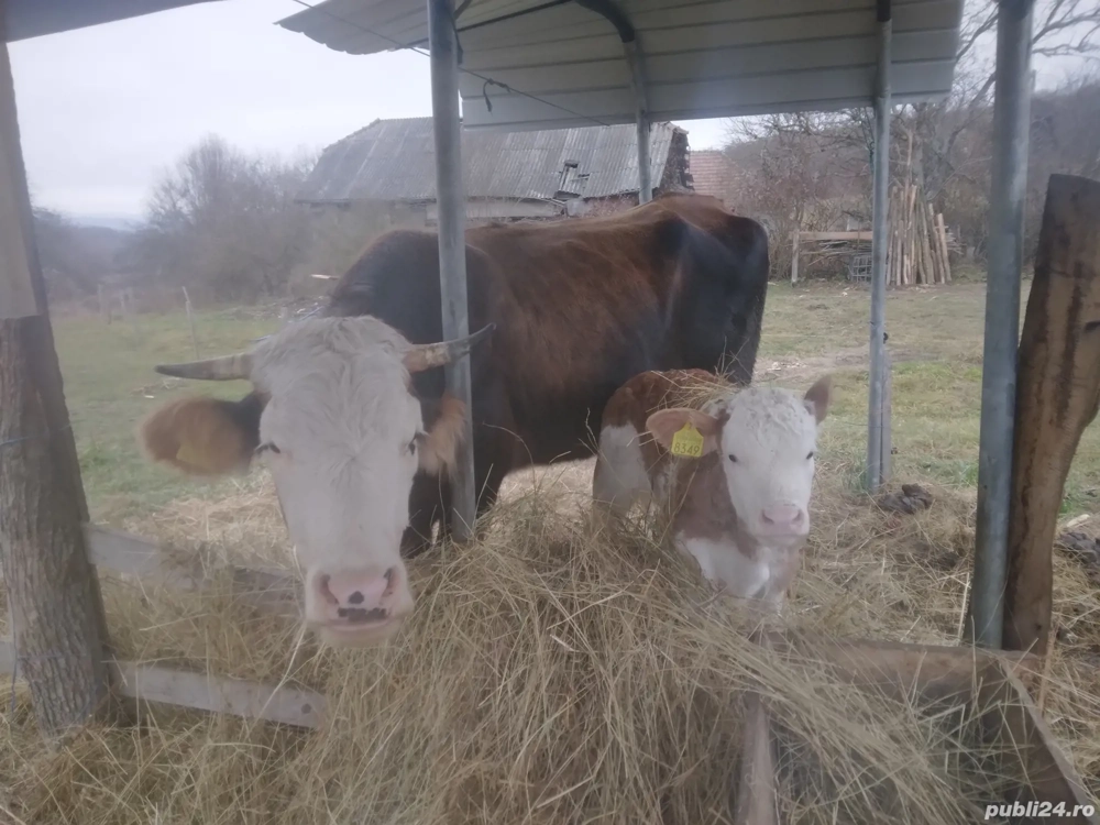 vaci Balzata Romanesca