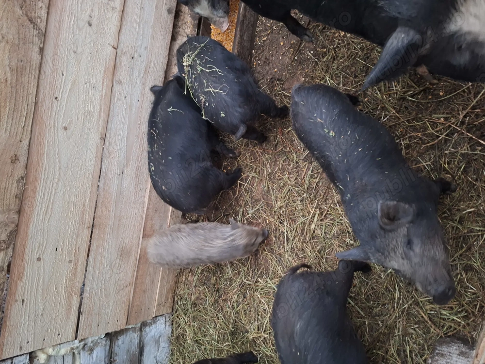 Purcei vietnamezi si mistreț 