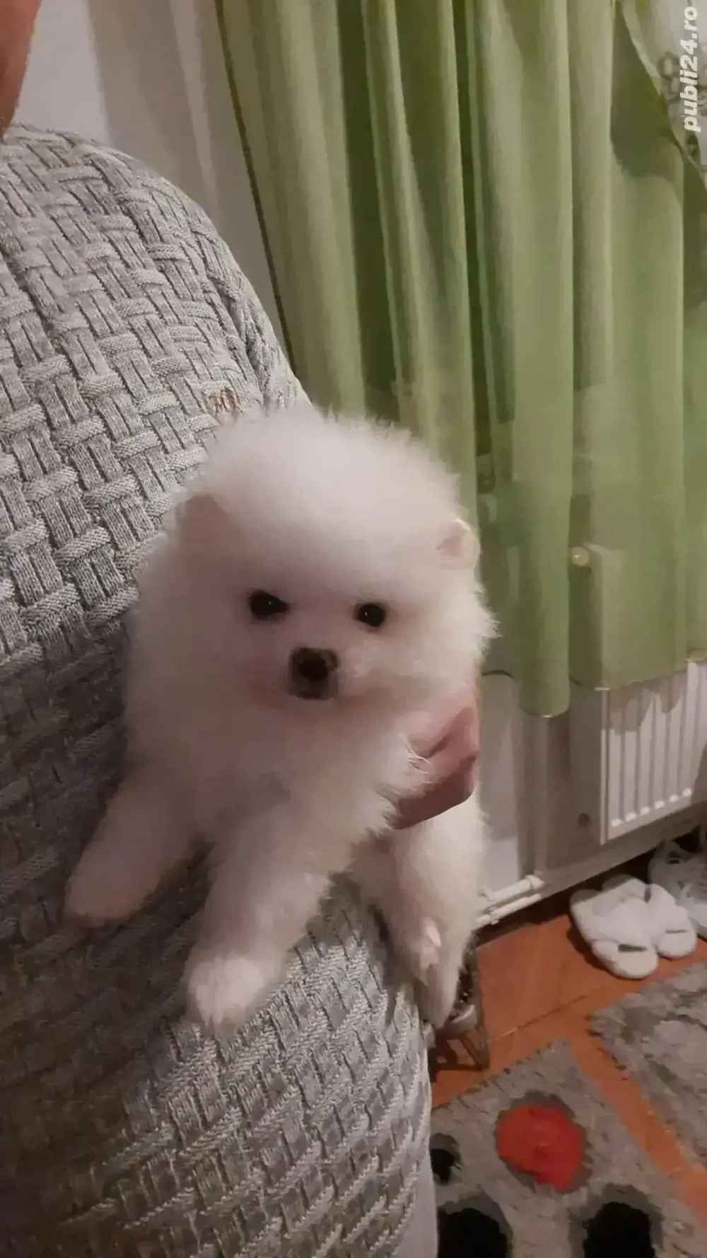 Pomeranian  mini spitz