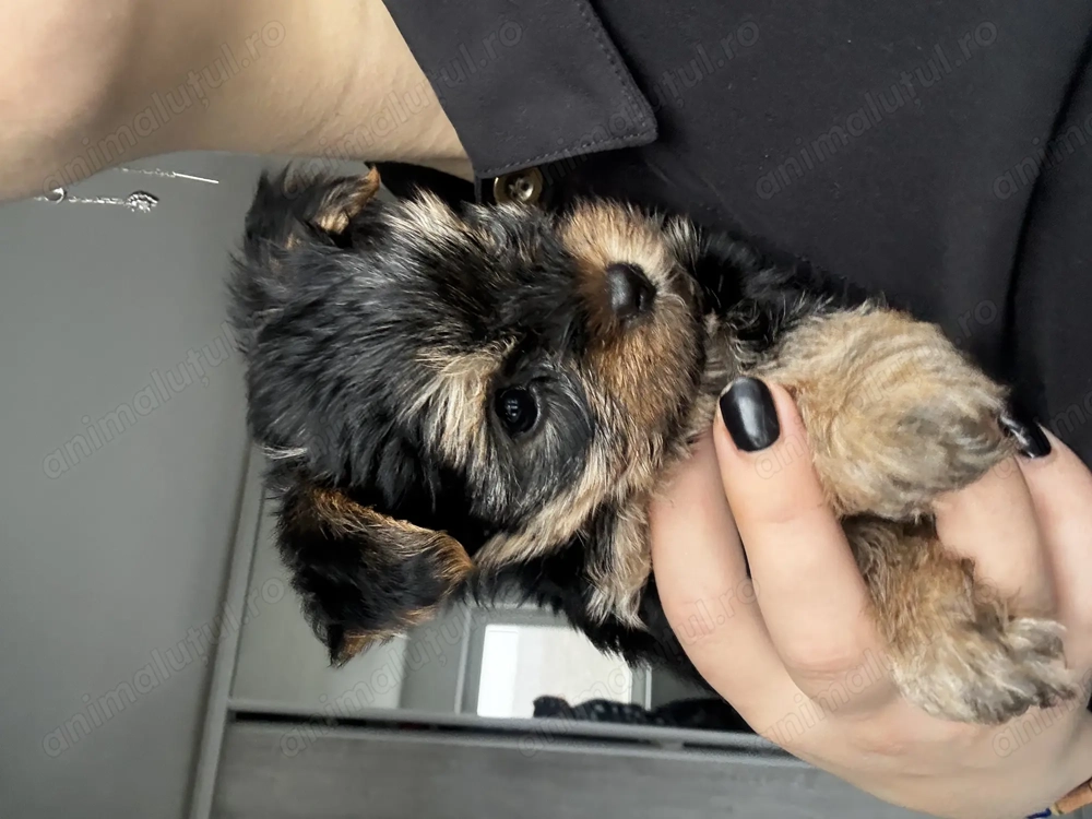 Pui Yorkshire Terrier ideal pentru familie, gata să cucerească orice inimă.