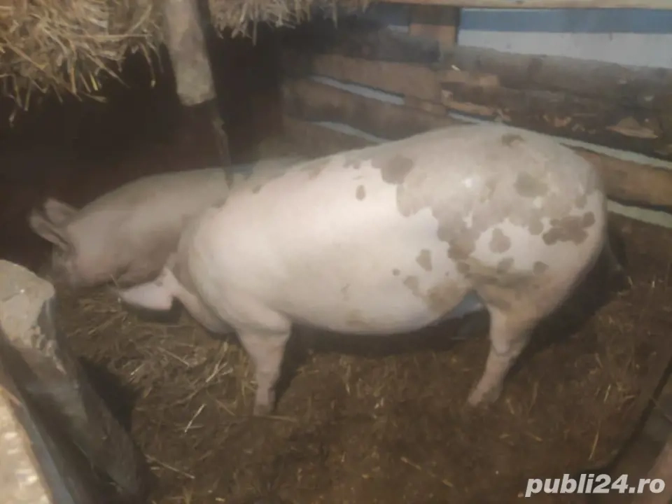 porc de vanzare 15 lei kg 