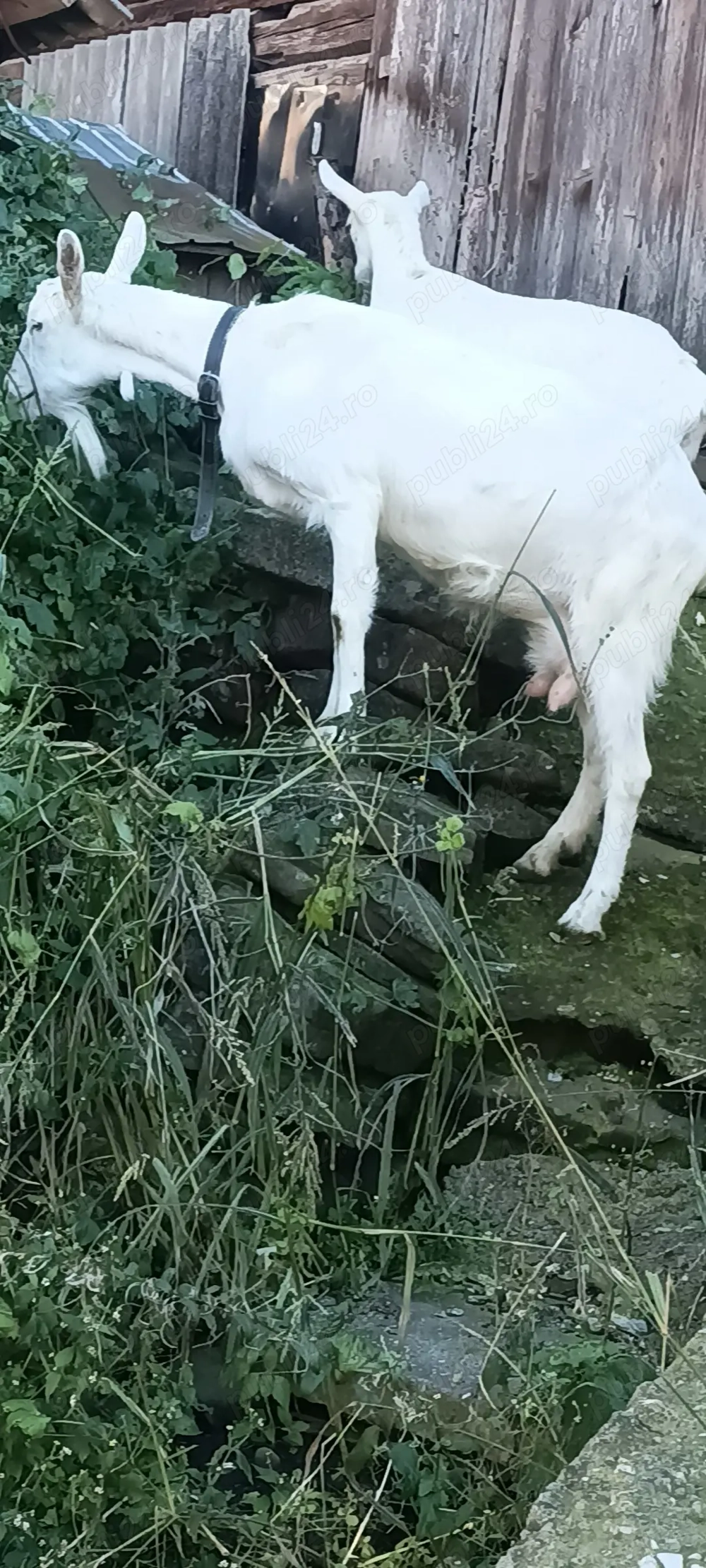 Vand 2 capre,nu se dau separat