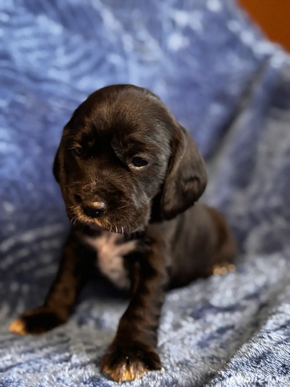 catei cocker spaniol 