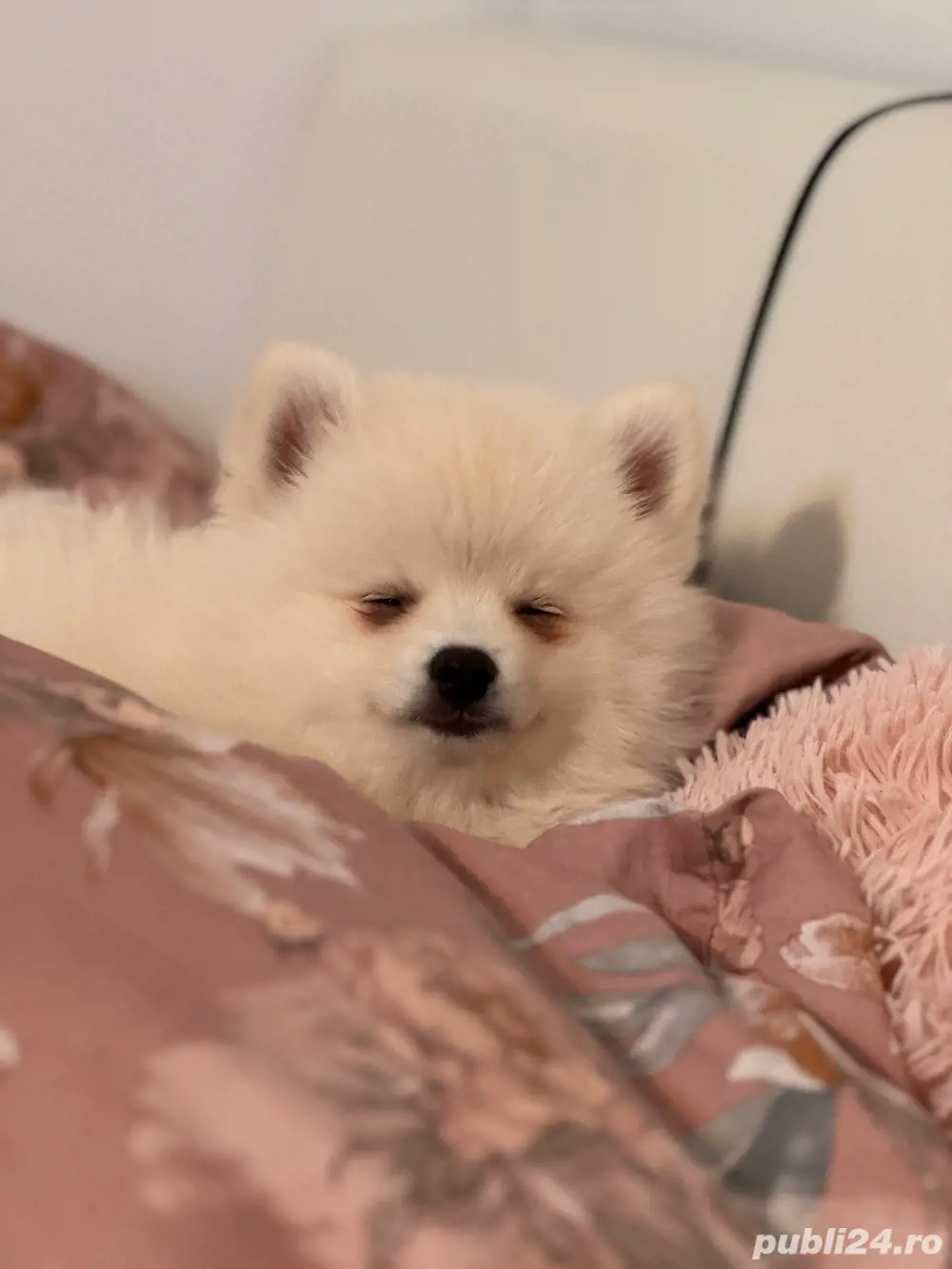 vand pomeranian pret negociabil