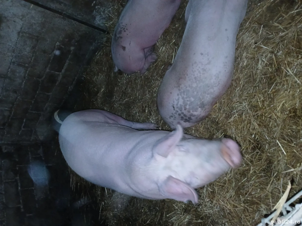 de vânzare 14 lei kg 