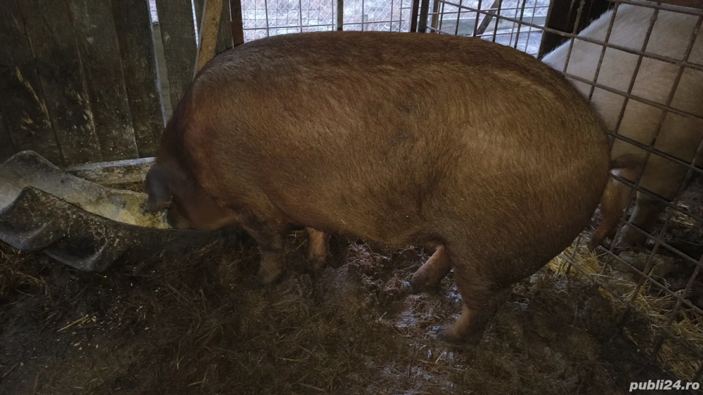 vand porci pentru Crăciun jumate sau sferturi