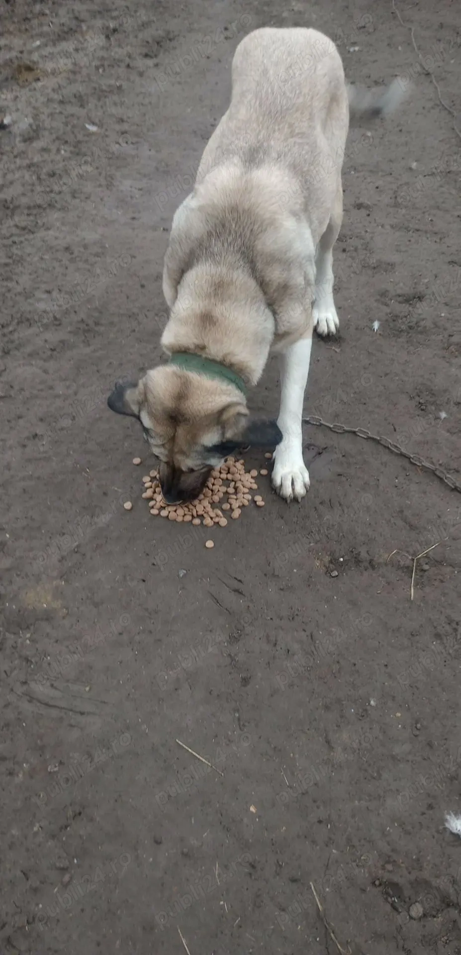  Caini Kangal 