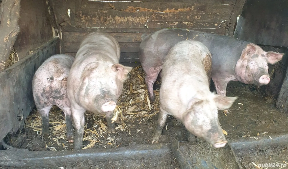 porci de vanzare 