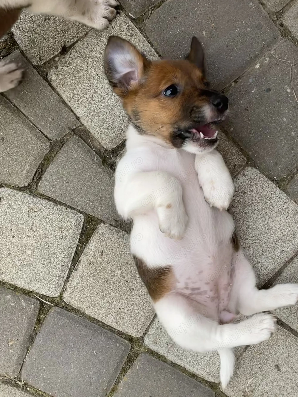 Vand Catelusi Jack russel terrier