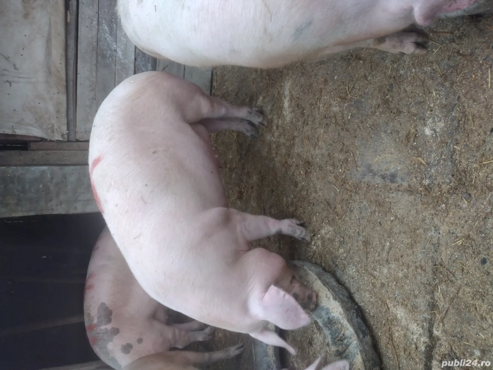  porci  vinzare130 si 160 kg