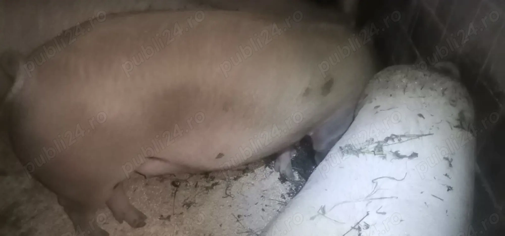 Vând porc 180-190 kg