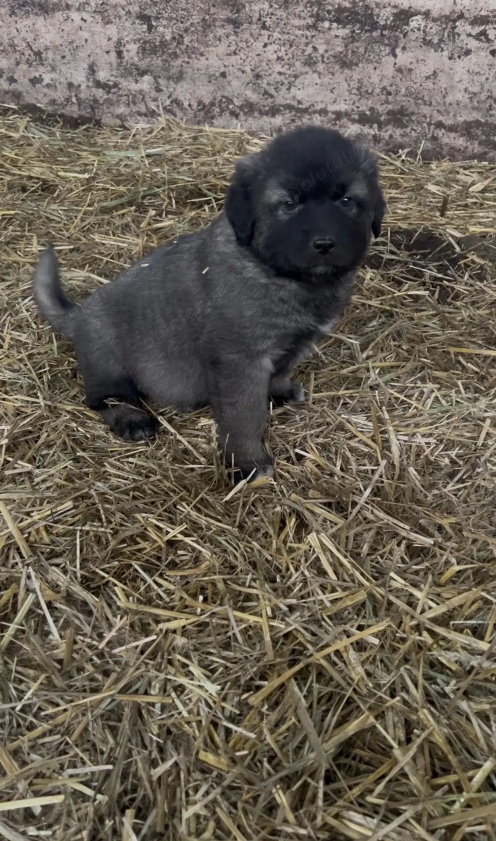 Vând pui Sarplaninac 