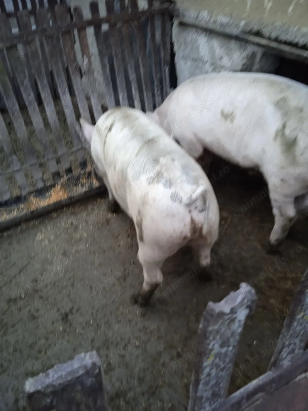 Vand porc 130-150kg rasa de carne