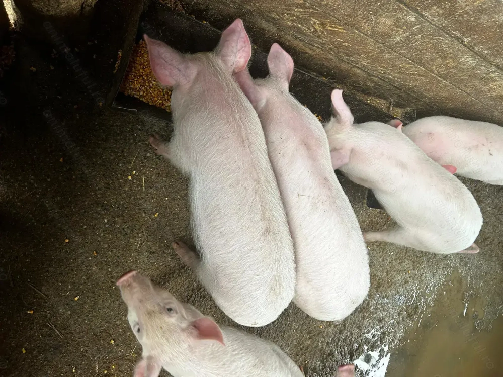 Purcei de vanzare 10 săptămâni 