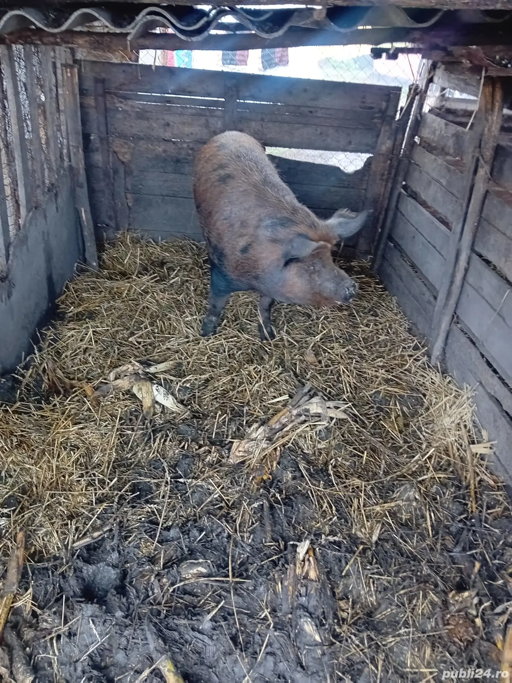 De Vânzare scrofă pentru sacrificat 12 lei kg