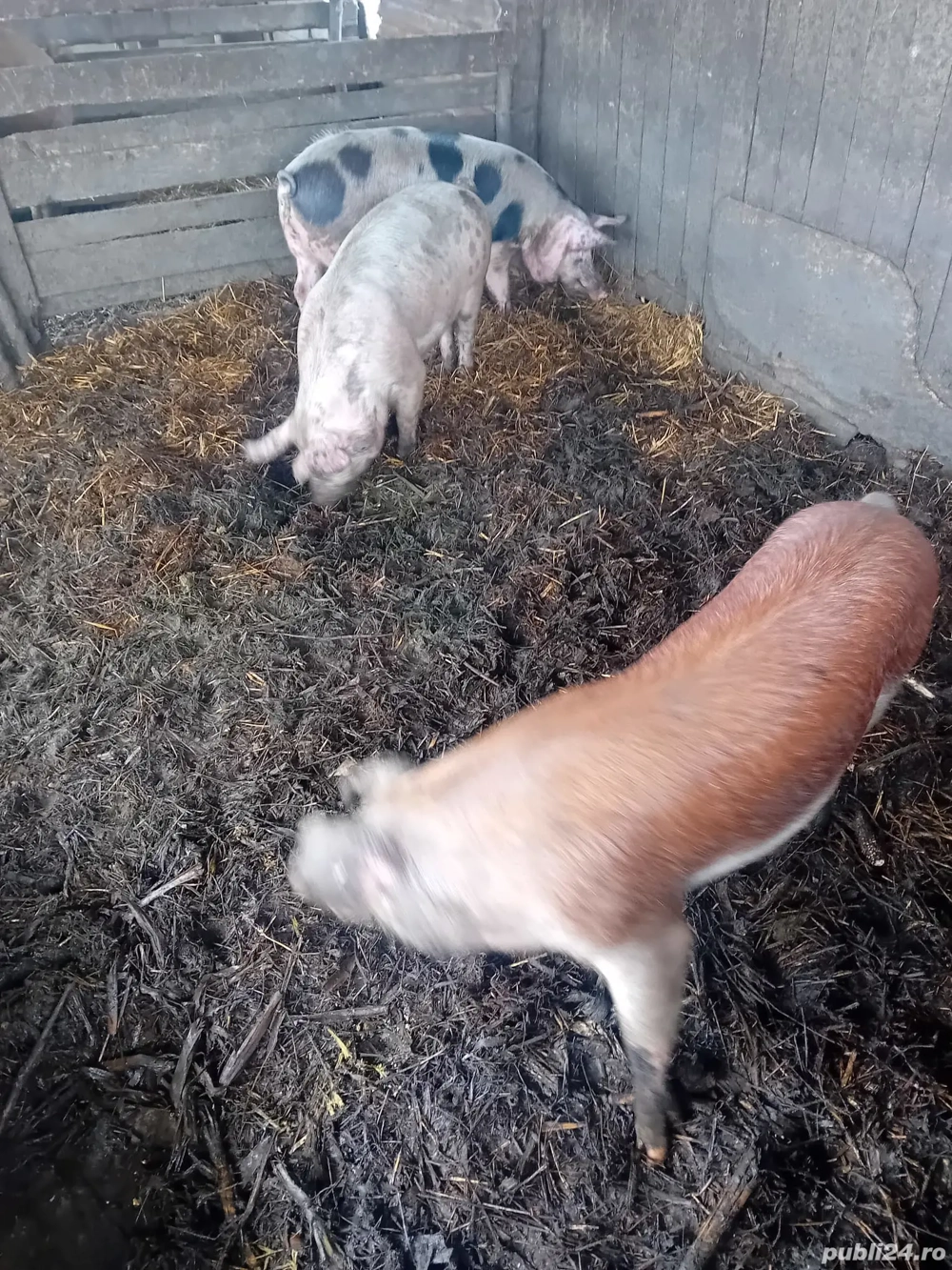 De Vânzare 3 bucăți 1 mascur și 2 purcele 