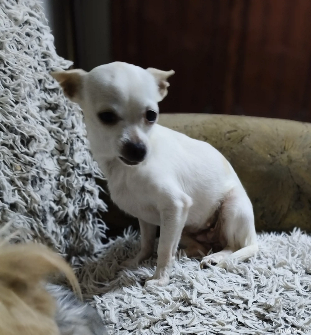 Fetiță chihuahua 