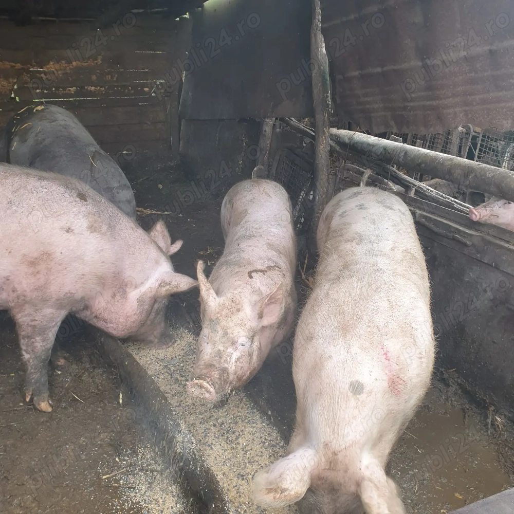 Porci de vanzare 